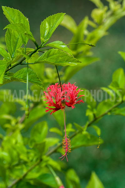 Hibiscus schizopetalus of Madagascar