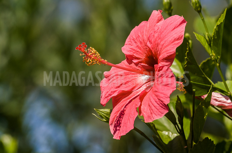 Hibiscus red of Madagascar