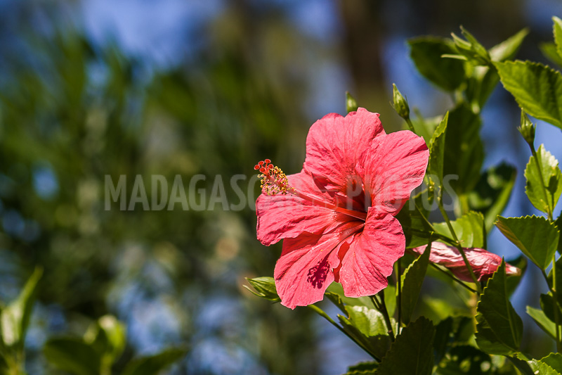 Hibiscus pink of Madagascar