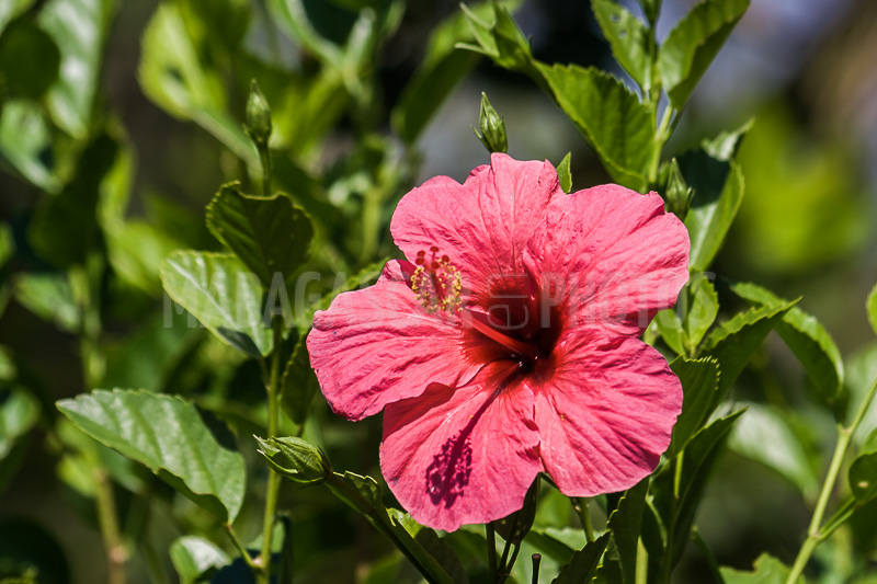 Hibiscus pink of Madagascar