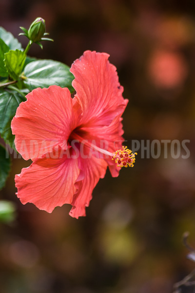 Hibiscus pink of Madagascar