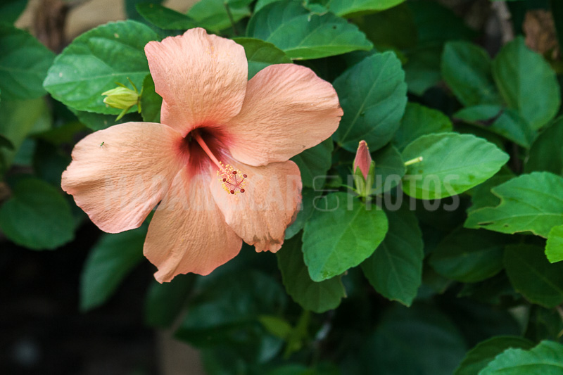 Hibiscus orange of Madagascar