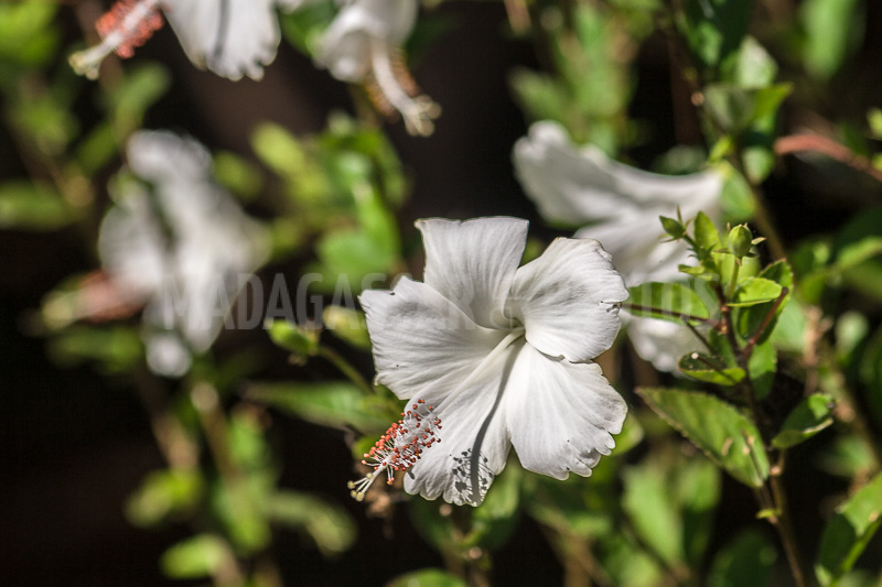 Hibiscus white of Madagascar