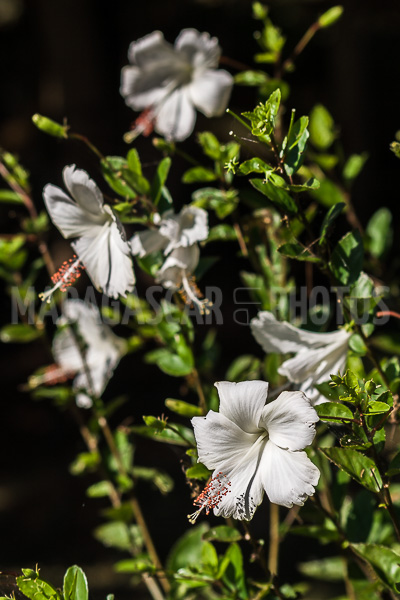 Hibiscus white of Madagascar