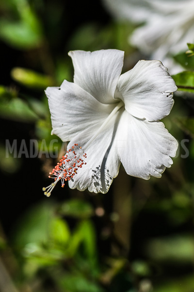 Hibiscus white of Madagascar