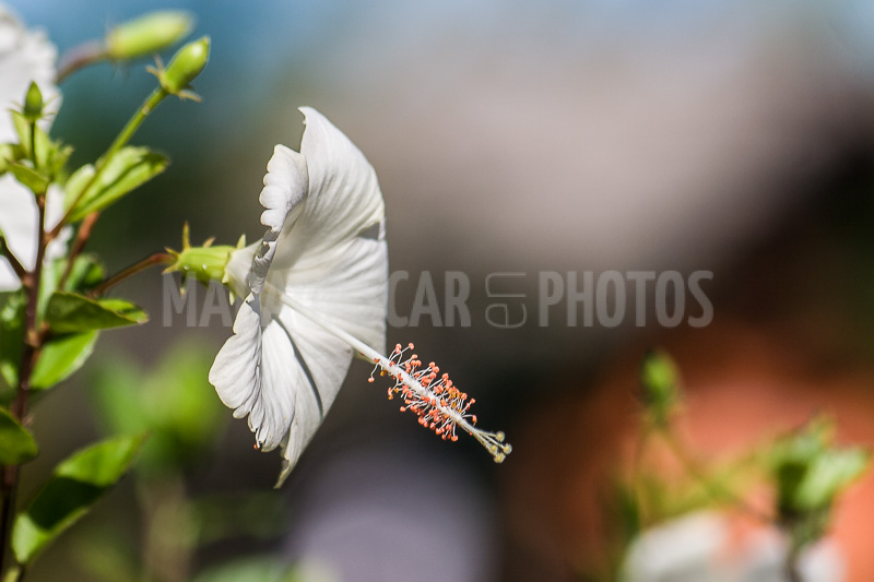 Hibiscus white of Madagascar