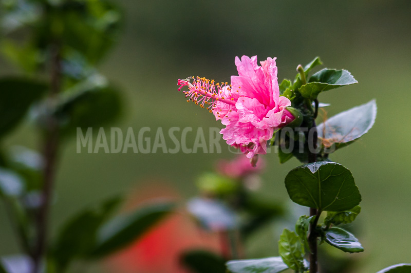 Hibiscus pink of Madagascar