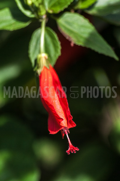 Hibiscus red of Madagascar