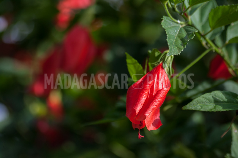 Hibiscus red of Madagascar
