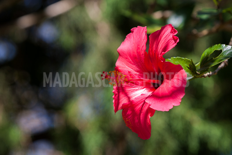 Hibiscus red of Madagascar