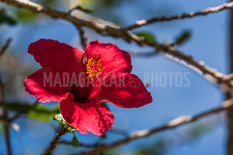 Hibiscus red of Madagascar