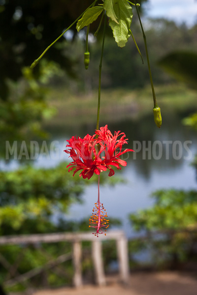 Hibiscus schizopetalus of Madagascar