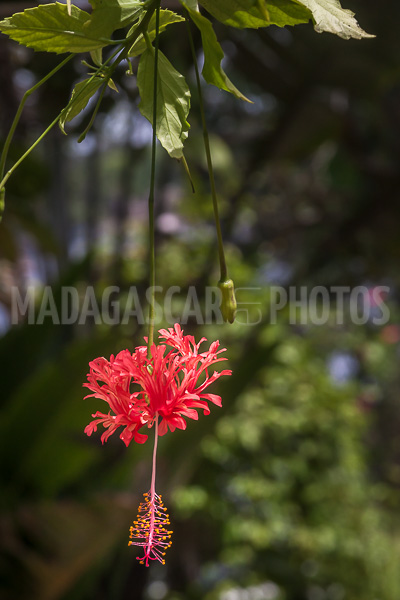 Hibiscus schizopetalus of Madagascar