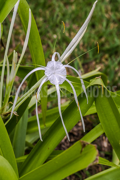 Spider lily, hymenocallis of Madagascar