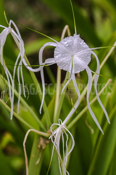 Spider lily, hymenocallis of Madagascar