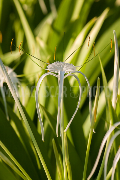 Spider lily, hymenocallis of Madagascar