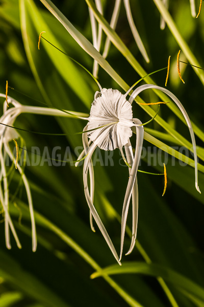 Spider lily, hymenocallis of Madagascar