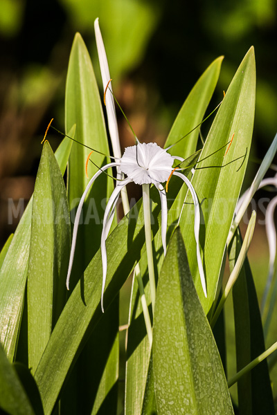 Spider lily, hymenocallis of Madagascar
