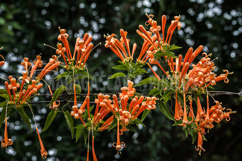 Liana aurora, Pyrostegia venusta of Madagascar