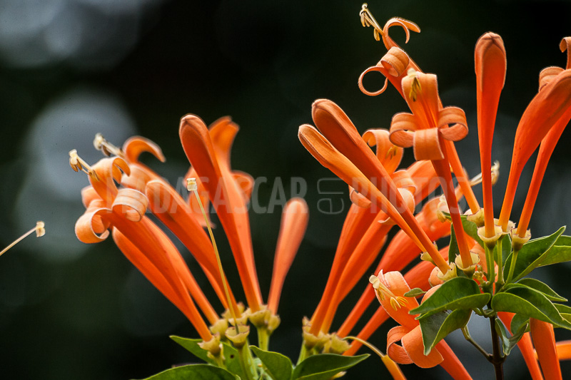 Liana aurora, Pyrostegia venusta of Madagascar