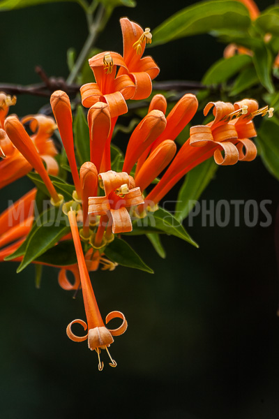Liana aurora, Pyrostegia venusta of Madagascar