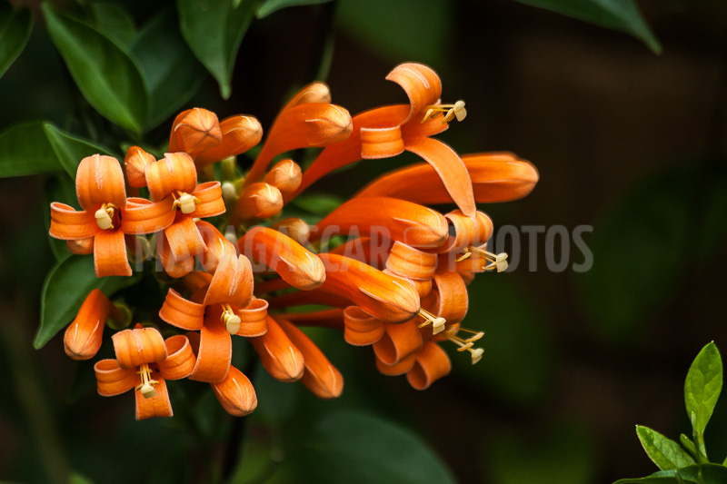 Liana aurora, Pyrostegia venusta of Madagascar