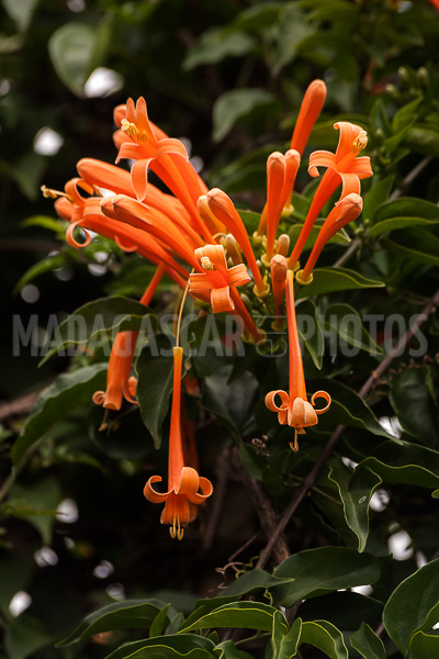 Liana aurora, Pyrostegia venusta of Madagascar