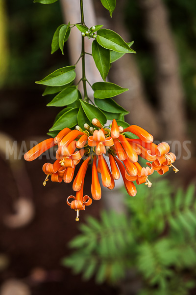 Liana aurora, Pyrostegia venusta of Madagascar