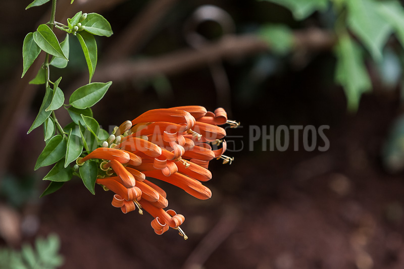 Liana aurora, Pyrostegia venusta of Madagascar