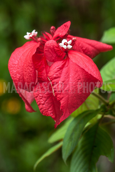 Mussaenda erythrophylla  of Madagascar