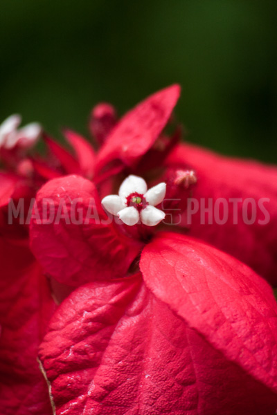 Mussaenda erythrophylla  of Madagascar