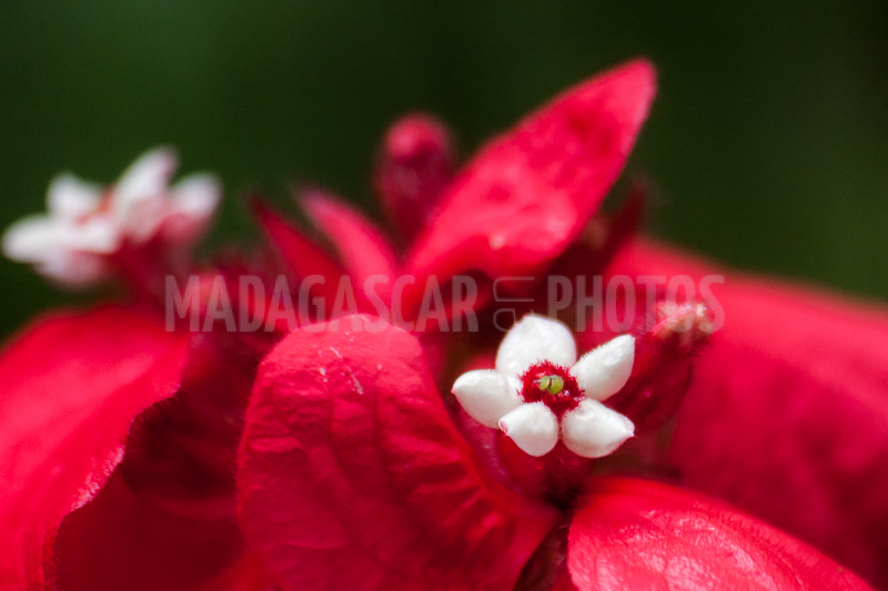 Mussaenda erythrophylla  of Madagascar