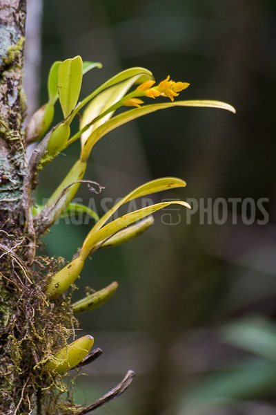 Wild orchids of Madagascar