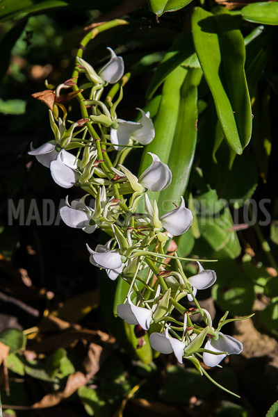Wild orchids of Madagascar
