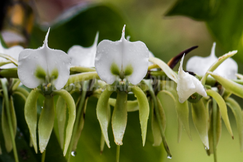 Wild orchids of Madagascar