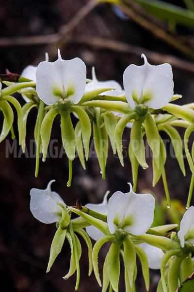 Wild orchids of Madagascar