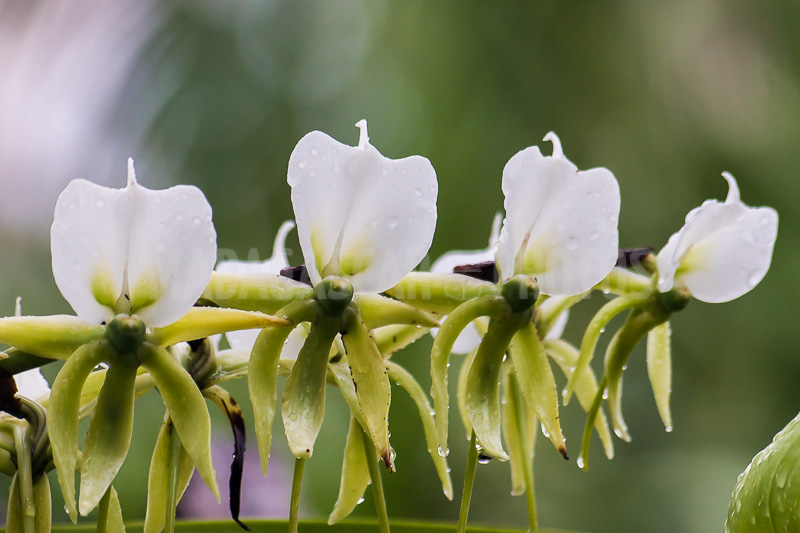 Wild orchids of Madagascar