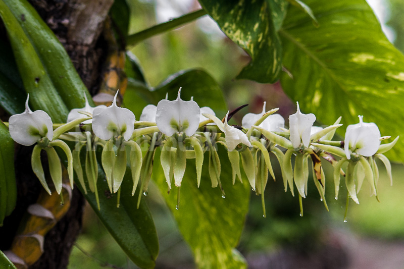 Wild orchids of Madagascar