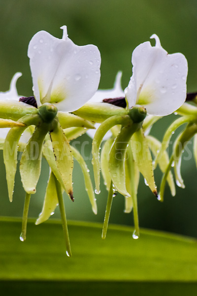 Wild orchids of Madagascar