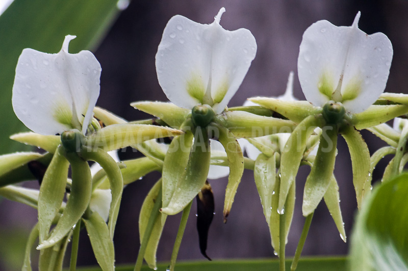 Wild orchids of Madagascar