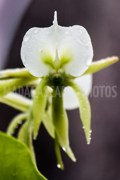 Wild orchids of Madagascar