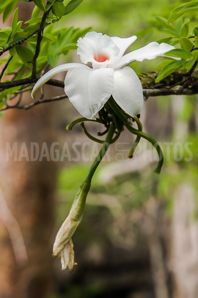 Vanille sauvage of Madagascar