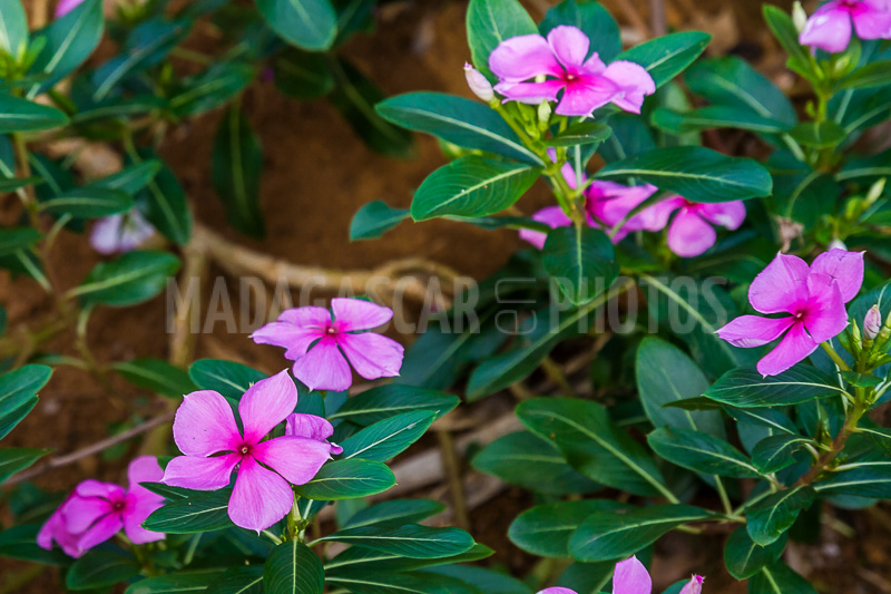 Periwinkle of Madagascar (Catharanthus roseus).