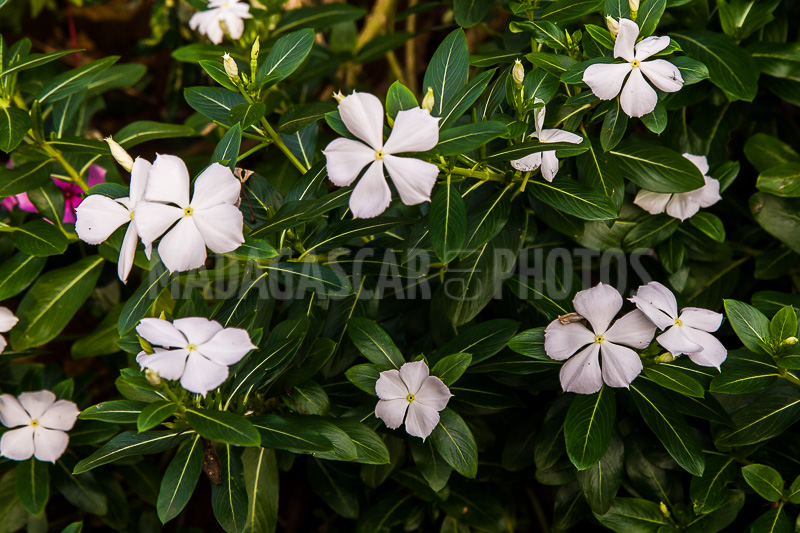 Periwinkle of Madagascar (Catharanthus roseus).