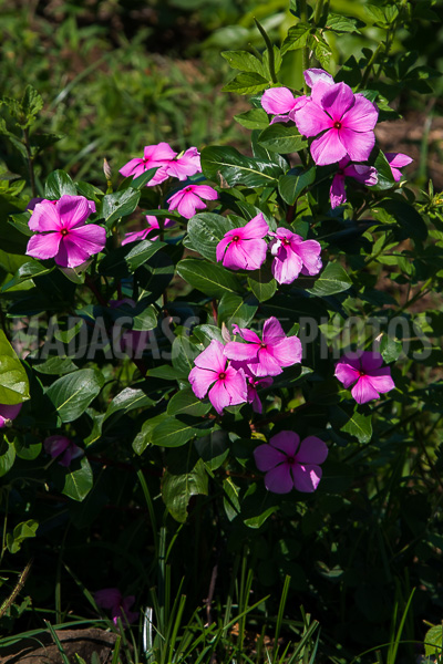 Periwinkle of Madagascar (Catharanthus roseus).