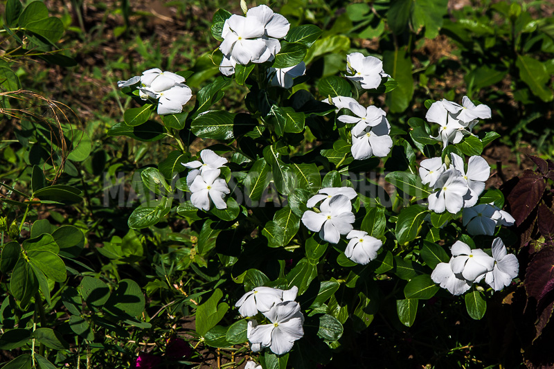 Periwinkle of Madagascar (Catharanthus roseus).