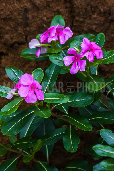 Periwinkle of Madagascar (Catharanthus roseus).