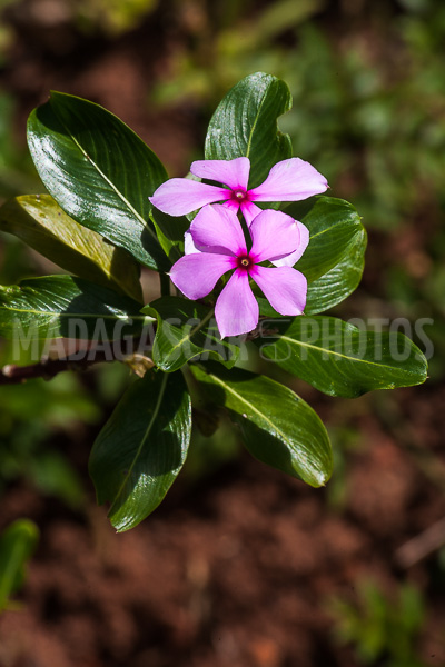 Periwinkle of Madagascar (Catharanthus roseus).