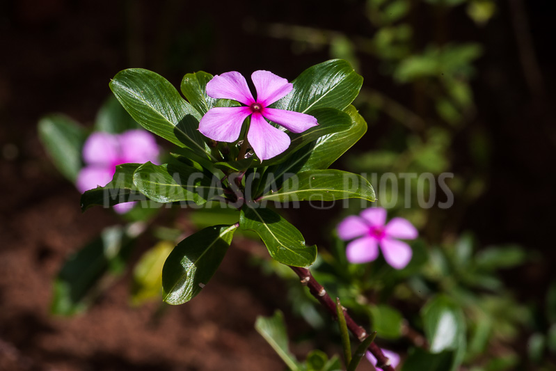 Periwinkle of Madagascar (Catharanthus roseus).