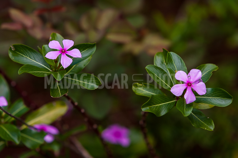 Periwinkle of Madagascar (Catharanthus roseus).